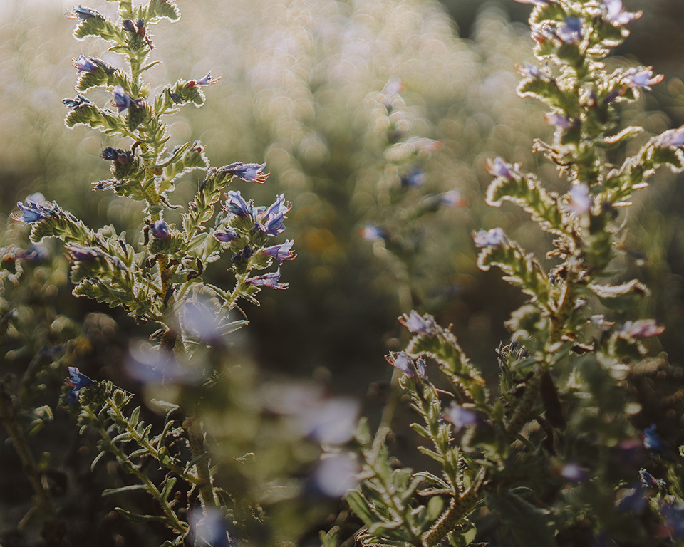 Close Up von Pflanze in grüner Landschaft