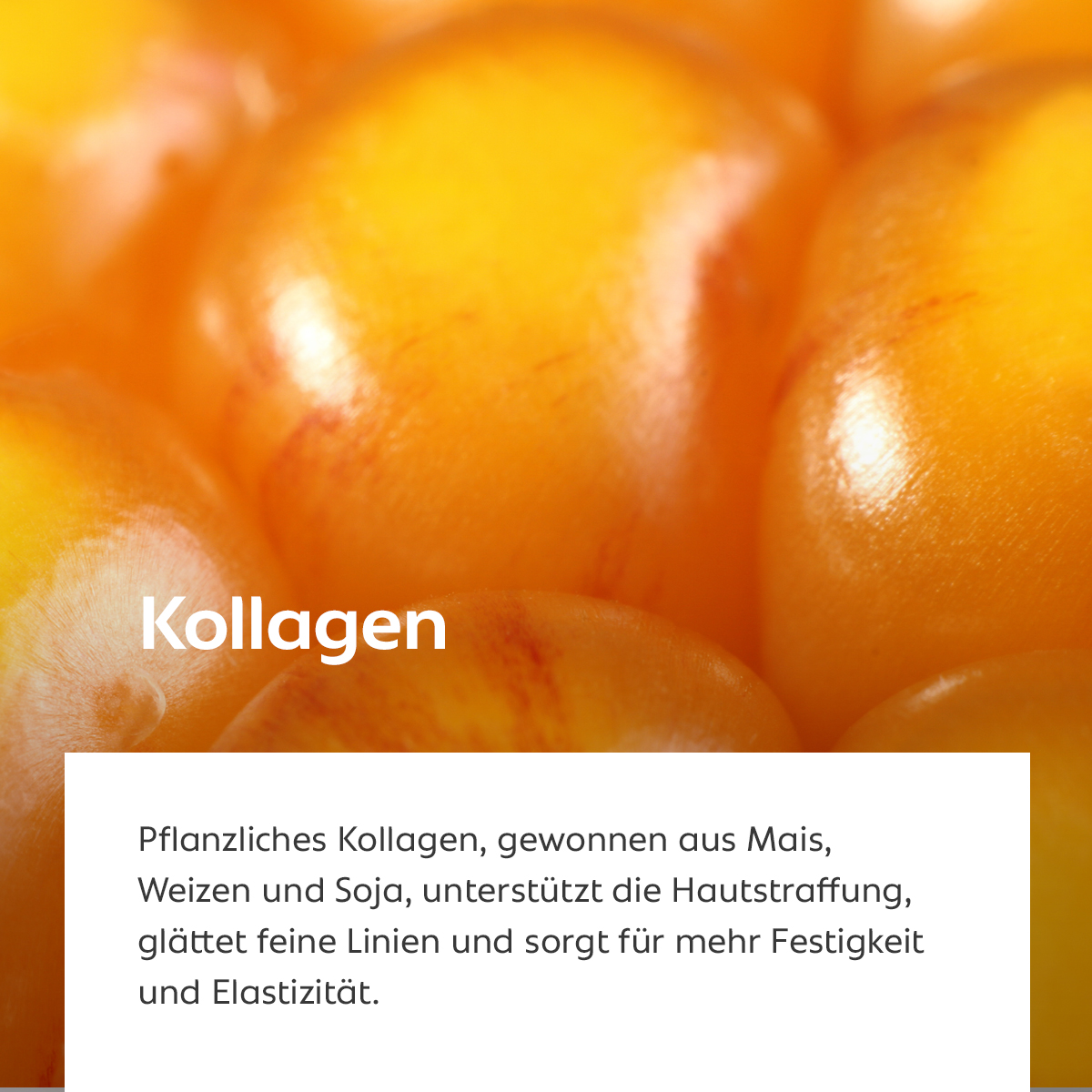 Nahaufnahme eines goldgelben Maiskorns, Sinnbild für pflanzliches Kollagen und Hautstraffung