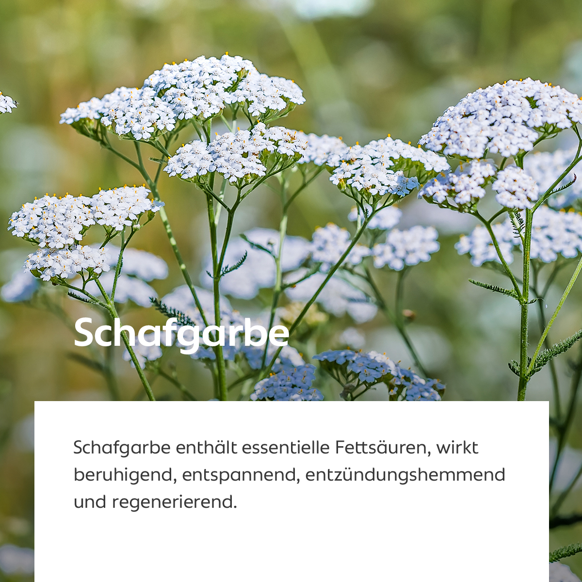 Weiße Blütendolden der Schafgarbe, Symbol für beruhigende und entzündungshemmende Wirkung