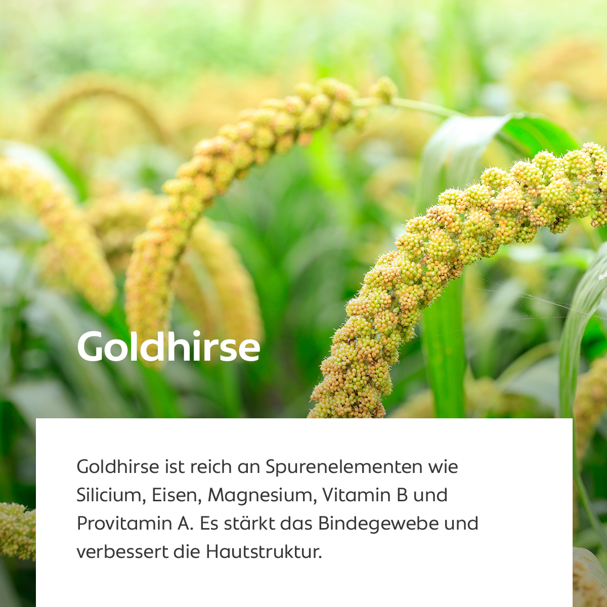 Ähren von Goldhirse auf dem Feld, Symbol für mineralstoffreiche Hautstärkung