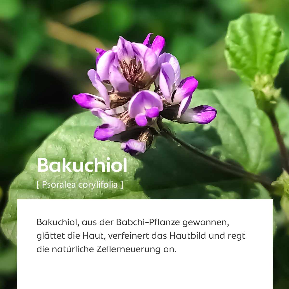 Nahaufnahme einer lilafarbenen Blüte der Babchi-Pflanze, Sinnbild für glättende und zellerneuernde Wirkung